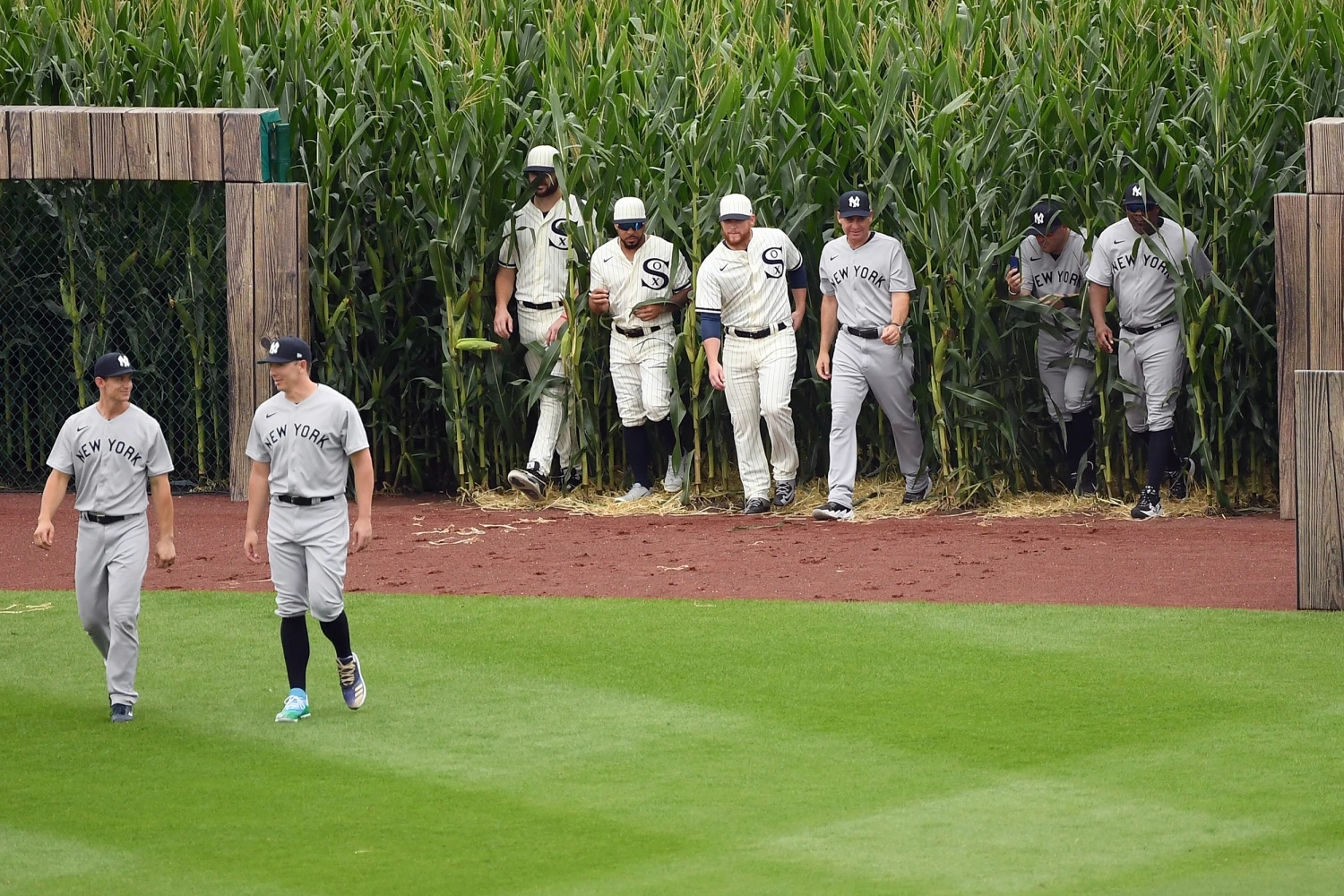Baseball players walking through the corn at the Field of Dreams site